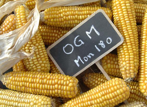 Ogm: il Governo Letta fa contenta la multinazionale Monsanto