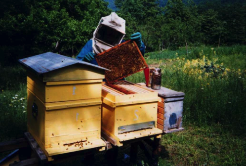 Disastro api: gli apicoltori calabresi hanno diritto di dire la loro