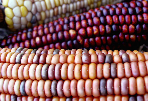 OGM un pericolo reale e tangibile anche per le generazioni future