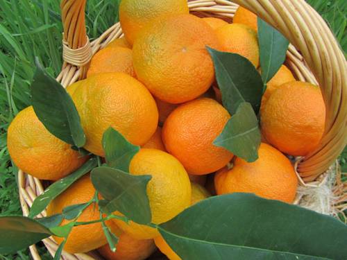 MafiaCapitale: Orfini è alla frutta, il PD alle arance