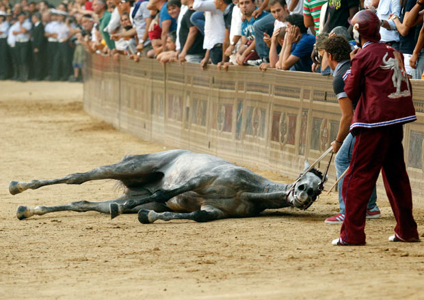 Palio di Siena: M5S, aprire indagine interna su condizioni cavalli. Morte Periclea scioccante