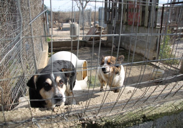 Animali: Blitz M5S-EITAL, scoperto lager di cani in provincia Milano