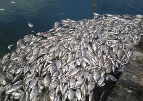 Allarme lagune per moria dei pesci, il governo si svegli