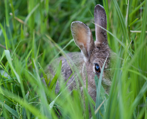 Rabbit-hiding.jpg