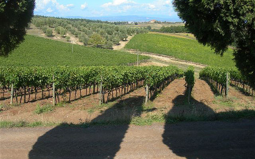 Caporalato, M5S: “Caso vigne Piemonte, sia apripista per controlli in tutta Italia”