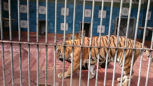 Animali, Blitz del M5S allo zoo di Napoli per farlo chiudere