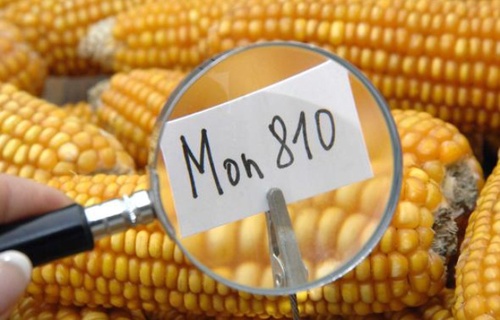 Fra tre giorni, OGM legali in Italia se il governo non si sbriga (update)