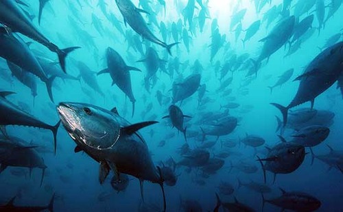 Pesca, M5S:”Governo riveda assegnazione quote tonno rosso”
