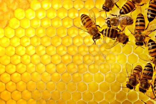 Agricoltura, M5S: “Governo ammette in ritardo rischio pesticidi per api”