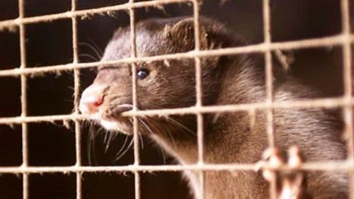 Animali, M5S: “Governo introduca divieto pellicce come in Olanda”