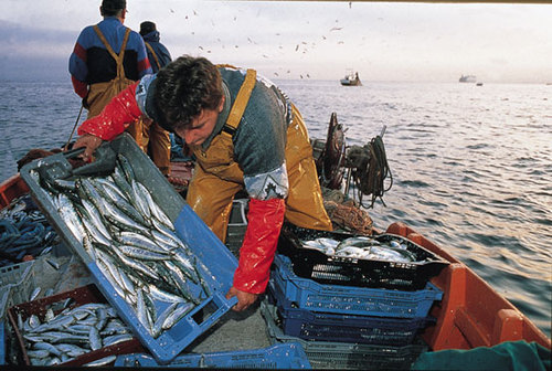 Pesca, Governo attui nostre misure anti-crisi