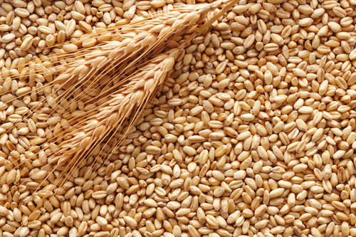 Agricoltura: M5S a Martina, dov’è decreto su grano duro?