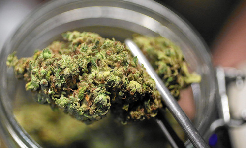 Cannabis terapeutica: buone notizie grazie al M5S