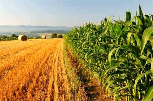 Agricoltura, Naturale (M5s): Cara regione Puglia  basta proclami, ora sbloccare fondi
