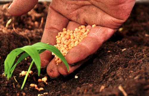 Manovra, sostegno concreto per incentivare e sostenere il mondo agricolo